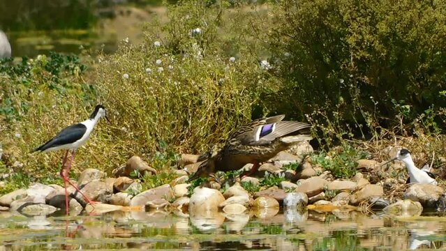 collared ducks in the lagoon