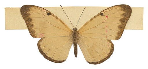 Naklejka premium PNG Butterfly insect animal white background.