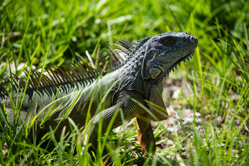 Obraz premium lizard of the genus. Animals lizard iguana. Iguana reptilian, exotic wild dragon.
