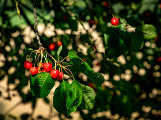 Reife Kirschen am Kirschbaum