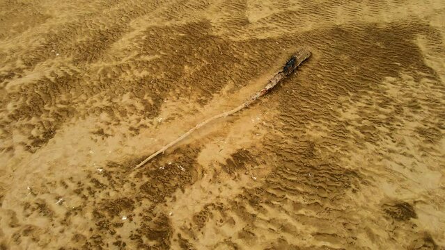 Dry Branch on Sandy Beach. Dry log burned due to artillery shell hit at bottom of dried-up Kakhovka reservoir due to explosion of dam in Ukraine during war with Russia. Global conflicts and