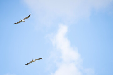 Fototapeta premium Two seagulls soaring in the blue sky.