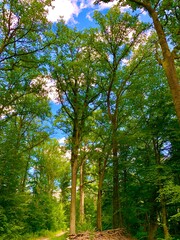 Obraz premium Green forests, trees and leaves