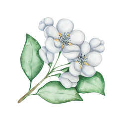 Naklejka premium Watercolor floral illustration. Hand painted flower with blue, white petals, green leaves, on branch. Fruit tree blossoming flowers, buds. Blooming apple, cherry, pear. Isolated nature clip art
