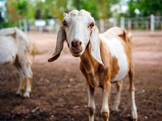 Obraz premium Cute little goats and funny in goats farm close up. Portrait. headshot photo
