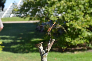person holding a butterfly on a grass