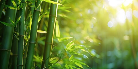 Sunlit Bamboo Forest