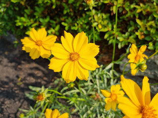 Golden-Wave flower on nature background