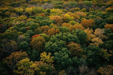 Aerial view of a lush forest with vibrant, multicolored foliage in autumn, showcasing the beauty of nature's seasonal transformations.