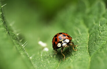 Fototapeta premium Jeune coccinelle de face sur une feuille verte