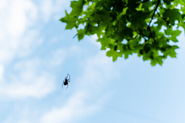 A beautiful spider gracefully dangles from a tree branch amidst a tranquil sky of blue, adorned...