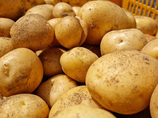 Fresh potatoes on the farm.