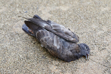 Dead pigeon on ground