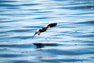冬の北海道、知床の冷たい海、餌を捕獲する、美し飛ぶオオワシ