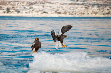 北海道、知床で氷と雪の囲まれた海で生きる二匹のオオワシ
