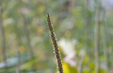 Naklejka premium Plant spike