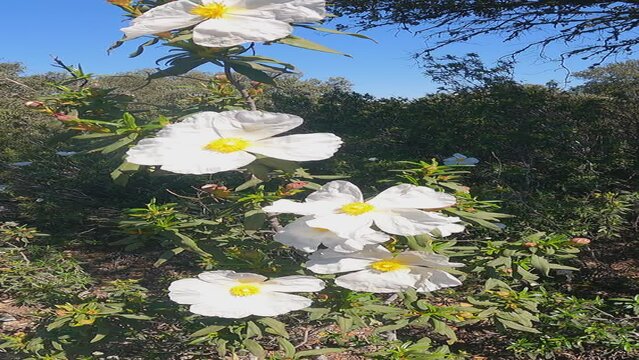 rockroses in bloom in nature
