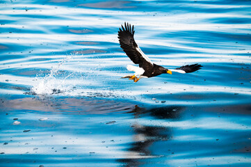 冬の北海道、知床の冷たい海、餌を捕獲する、美し飛ぶオオワシ