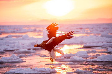 日の出の時間に飛ぶオオワシ、冬の北海道、知床の海は凍る寒さと流氷  © yoshi