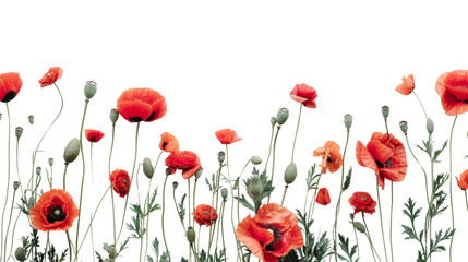 Obraz premium Poppy red flower on white background