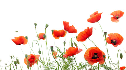 Poppy red flower on white background