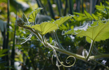 Pumpkin fruit is a young shoot