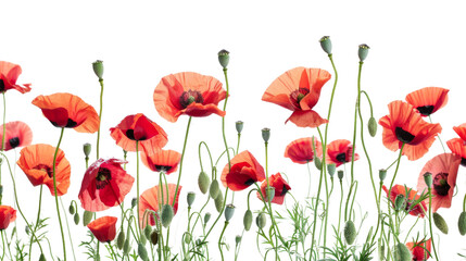 Fototapeta premium Poppy red flower on white background