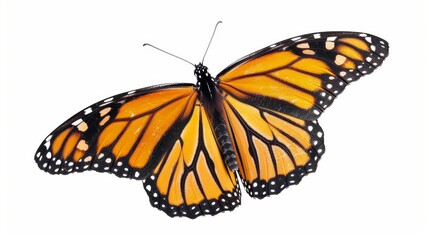 Fototapeta premium Beautiful Monarch Butterfly on White Background, Generative AI