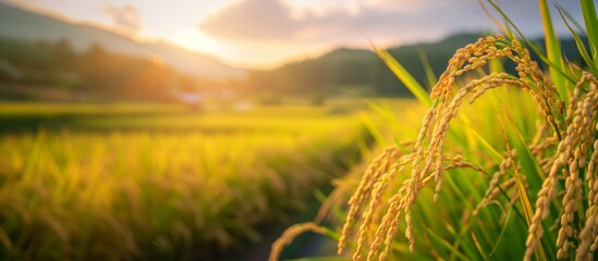 夕陽に照らされる田んぼの稲穂
