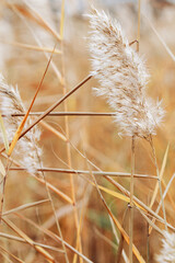 Texture of dry wild reeds or pampas grass, outdoors nature photo. Golden yellow beige monochrome...