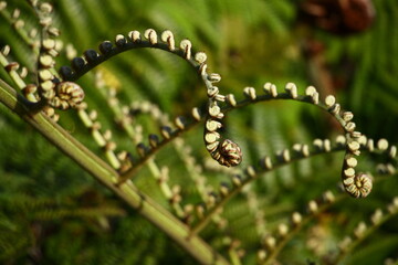 Fern curls 