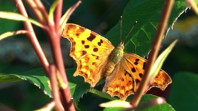 Close up of a yellow, comma butterfly on a tree branch in sunlight
