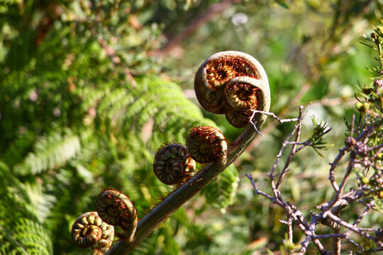 Fern curls 