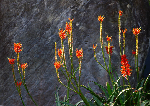 Aloe arborescens blooms shining under the warm winter sun