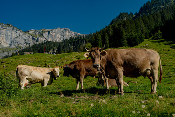 Cow on a summer pasture. Herd of cows grazing in Alps. Holstein cows, Jersey, Angus, Hereford, Charolais, Limousin, Simmental, Guernsey, Ayrshire, Brahman Cattle breeds. Cow in a field. Dairy cow.