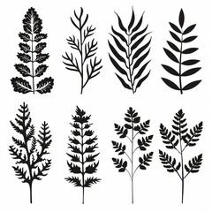 Fototapeta premium Asparagus Fern Flower Icon Set, Garden Asparagus Fern Black White Design, Abstract Asparagus Fern Symbol