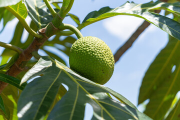 Buen Pan, Fruta del pan, mazap&aacute;n, vijaho&oacute; o panap&eacute;n