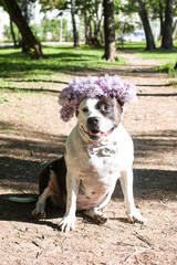 a dog with a flower wreath on his head and a bow tie. Black and white American Staffordshire Terrier