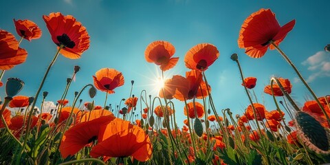 Obraz premium Red Poppies Blooming Under the Sunny Sky