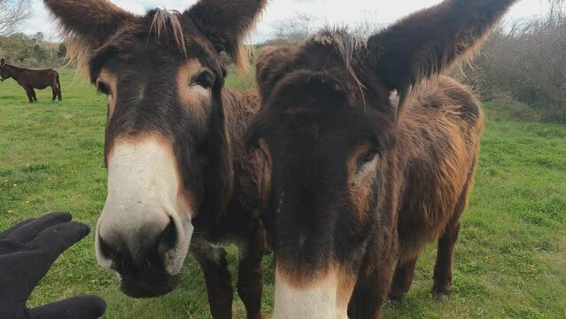 donkey in a rural landscapes