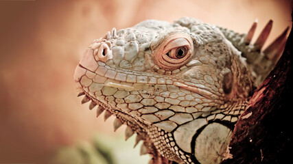 Obraz premium Close up of iguana lizard animal