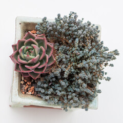 Green and red color plant Echeveria Shallot Succulent with Sedum Sasyphyllum minor on white...