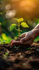 close-up of two hands carefully planting a small green seedling into the soil symbolizing...