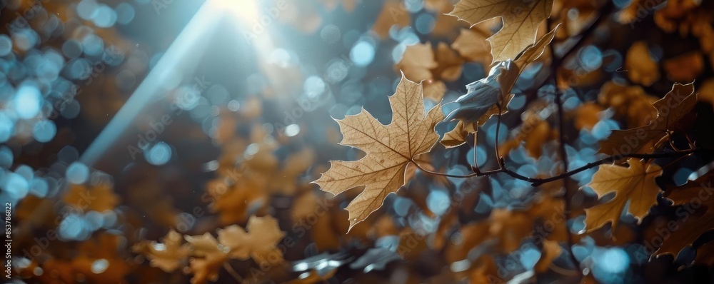 Poster Sunlight filtering through autumn leaves, creating a serene and magical atmosphere in a forest with a bokeh background.