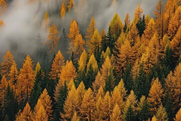 Misty forest with vibrant autumn foliage. Golden, yellow, and green trees create a stunning natural landscape.