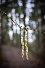 the catcins on a branch in forest