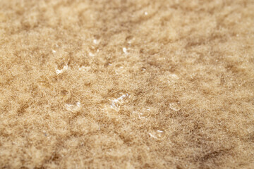 Sheep wool with water drops, soft focus close up, abstract texture