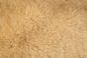 Sheep skin with fur, clothing supply , fiber texture close up