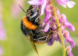 Hummel auf einer Blüte