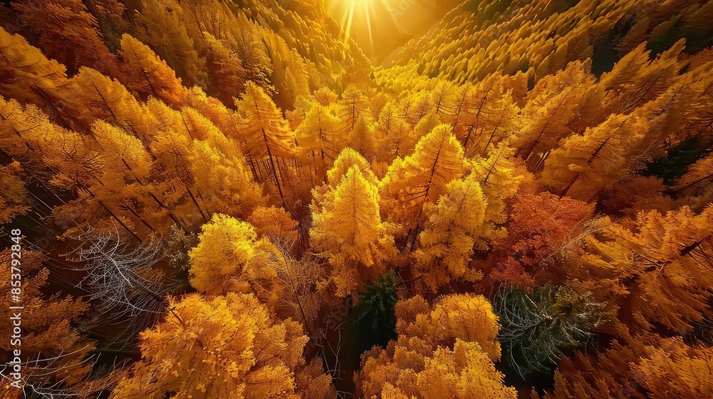 Wall mural Breathtaking aerial view of a vibrant golden autumn forest with the sun casting warm light over the trees showcasing the beauty of nature.